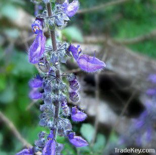 Coleus forskohlii Extract