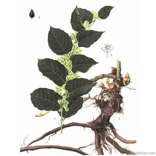 Giant Knotweed Extract