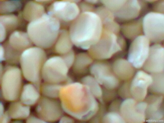 WHITE CORN