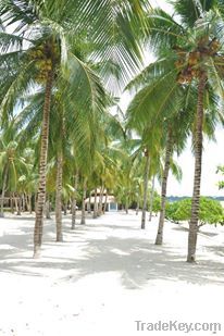 Fascinating Beach Resort @ the Heart of Cebu