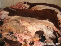 Wet salted cow hides