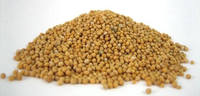 Rapeseed Or Mustard Seed