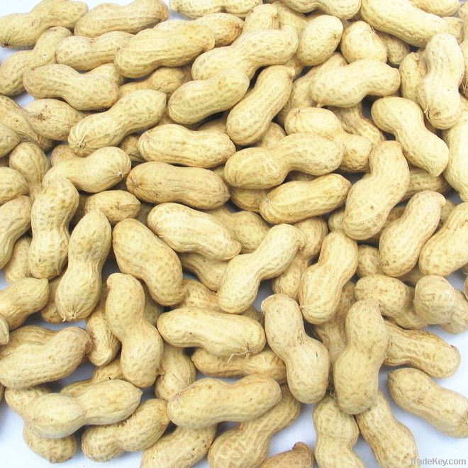 Chinese new crop raw bulk peanuts in shell