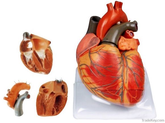 HEART MODEL