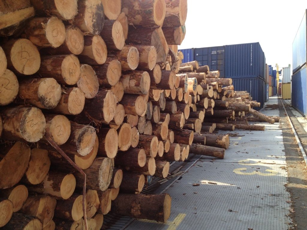 Pine wood logs