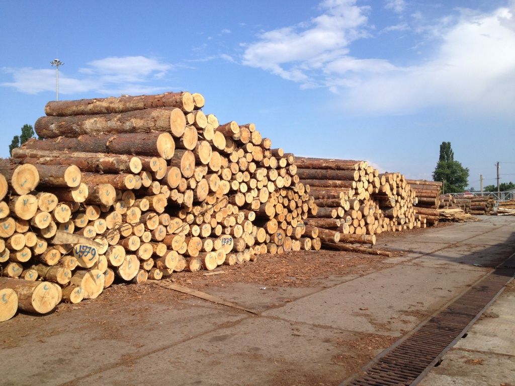 Pine wood logs