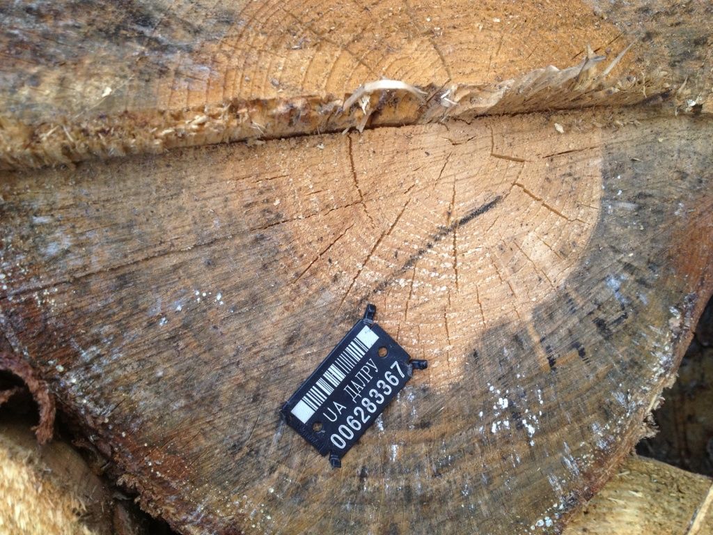 Pine wood logs