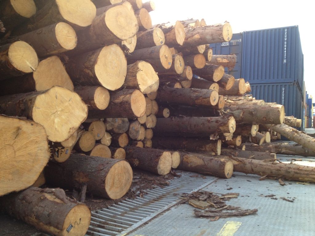 Pine wood logs