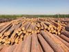 Pine wood logs, Birch logs