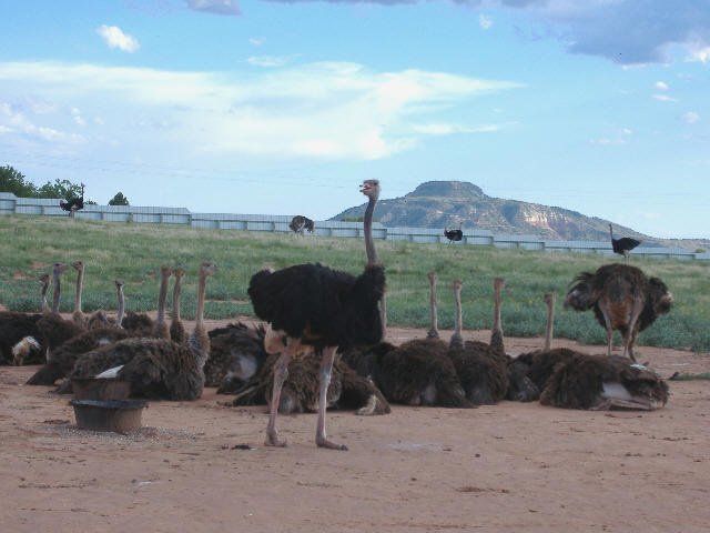 Raw Ostrich Hides