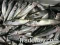 Frozen Atlantic Horse Mackerel Fish