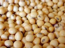 Black Beans | Chickpeas | Fava | Kidney Bean | Soybeans