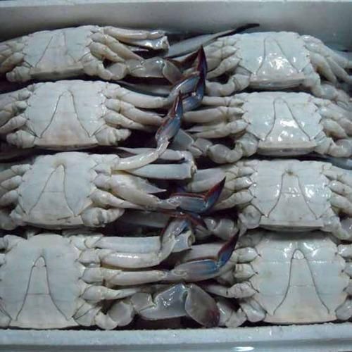 FROZEN CRABS / FROZEN LOBSTERS