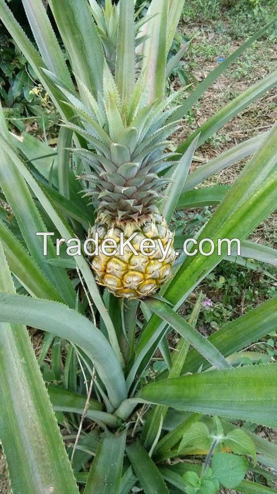 PREMIUM FRESH MINI PINEAPPLE / PHULAE Variety, / Northern TH