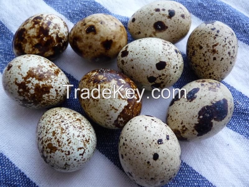 Quality Quail Eggs, Fresh, Best Price