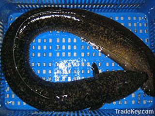 live eel