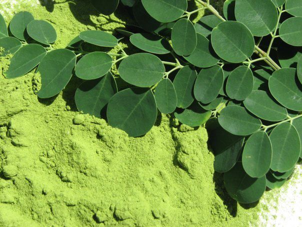 Moringa leaf powder