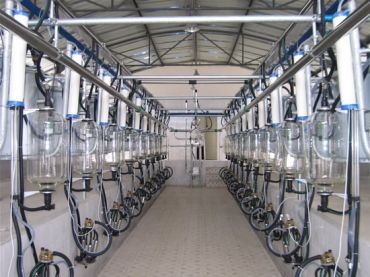 Fish Bone Milking Machine