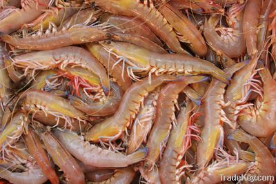 Frozen Seafood (Shrimp/Prawn)