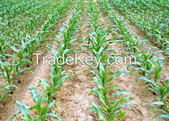 2019 Factory Wholesale manual corn planter