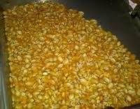 corn grains 