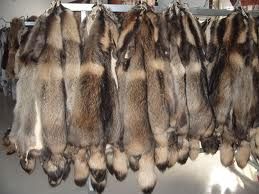 Racoon scrap Fur