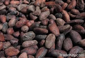 Cocoa beans