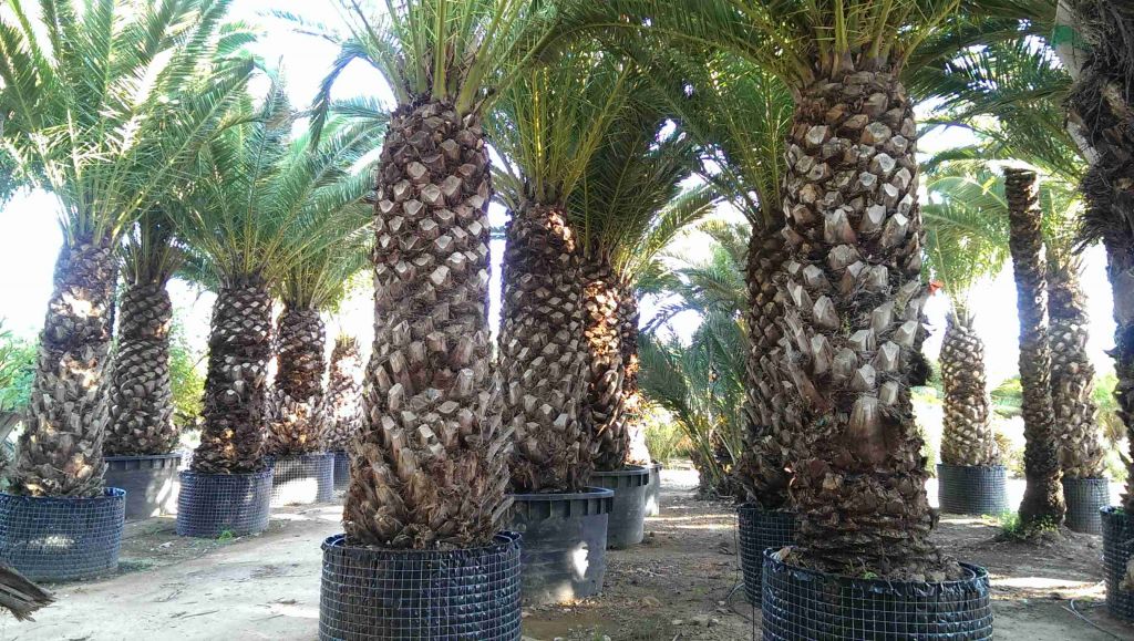 PHOENIX CANARIENSIS