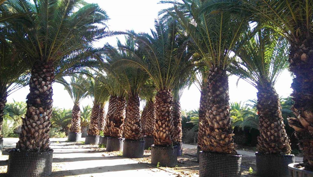 PHOENIX CANARIENSIS