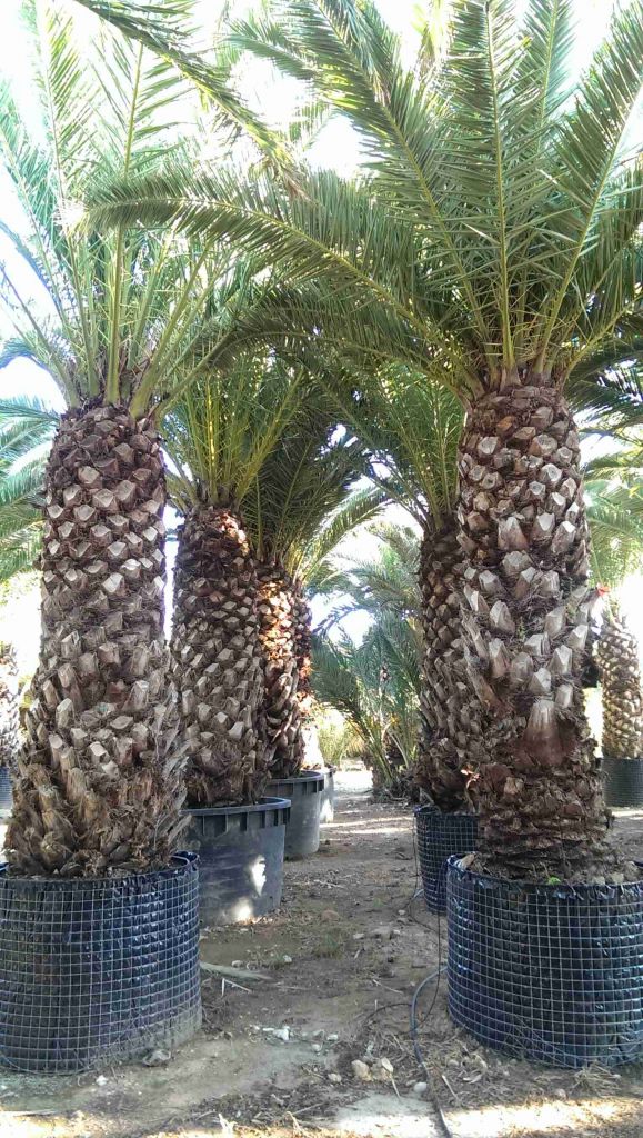 PHOENIX CANARIENSIS