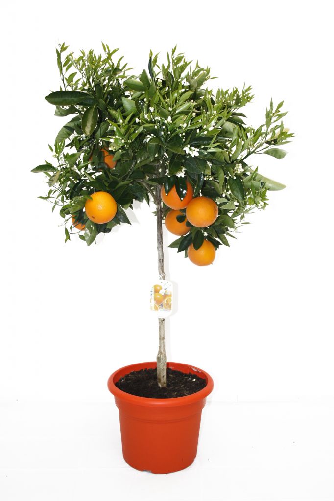 CITRUS SINENSIS (ORANGE TREE)