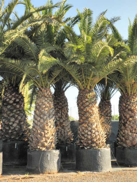 PHOENIX CANARIENSIS