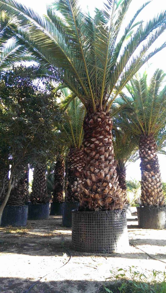 PHOENIX CANARIENSIS