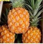 FRESH PINEAPPLE