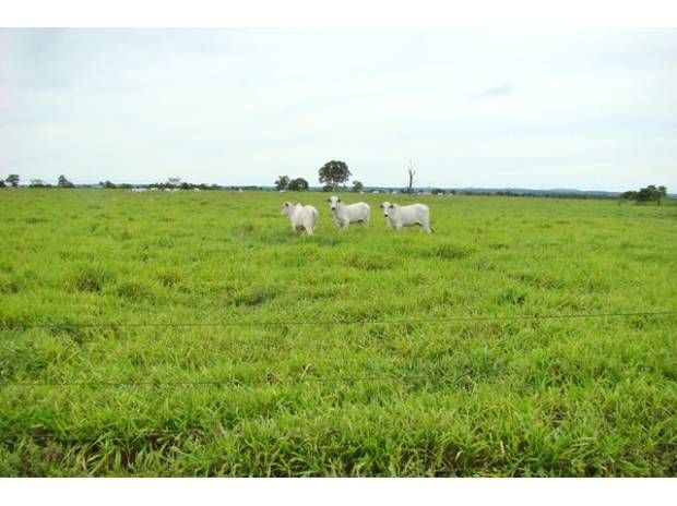 Farms Lands, Business of soybeans, corn, cotton etc.