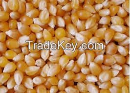 Yellow corn