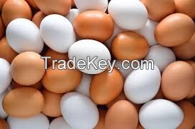 chicken eggs