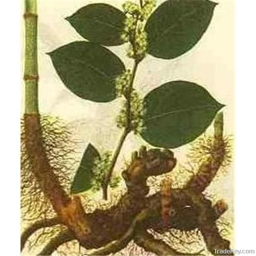 Giant Knotweed Extract *****