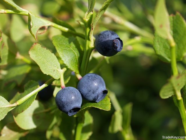 Bilberry