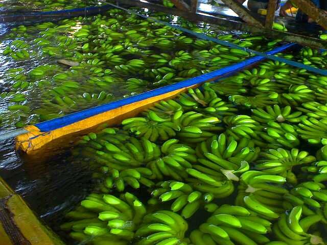 Fresh Bananas