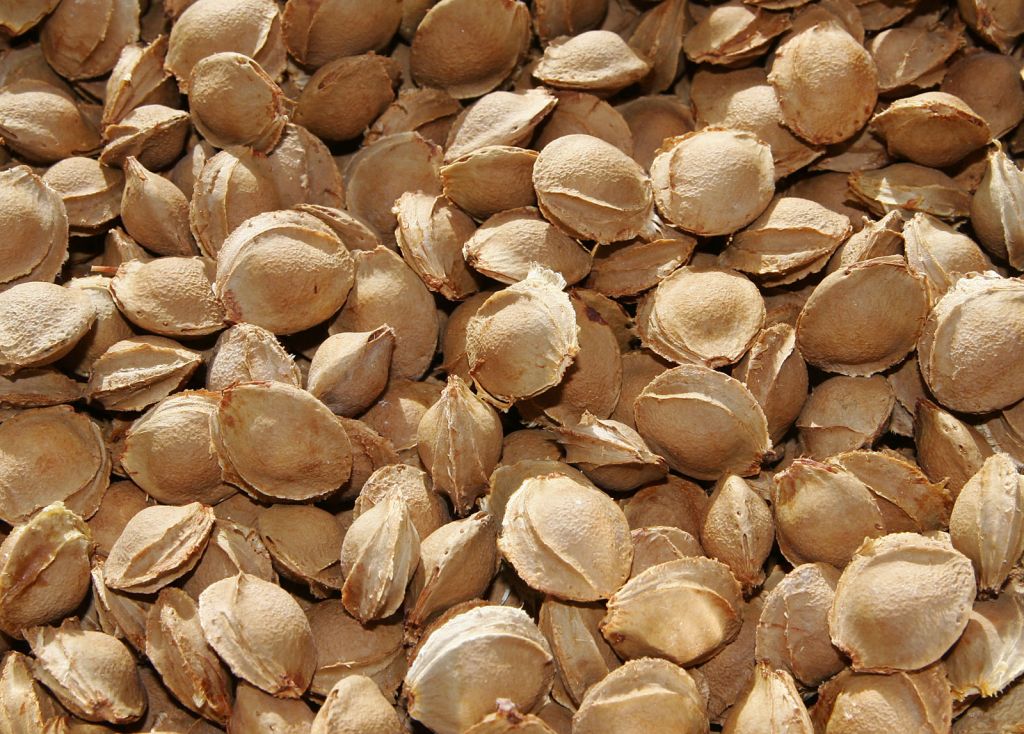 Bitter Apricot Kernels