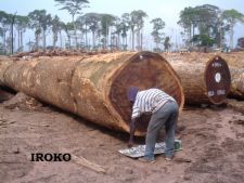 AFRICAN HARD WOOD TIMBER logs &amp; lumber ready for SALE