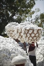 raw cotton importers,raw cotton buyers,raw cotton importer,buy raw cotton,raw cotton buyer,import raw cotton