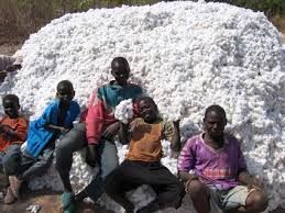 raw cotton importers,raw cotton buyers,raw cotton importer,buy raw cotton,raw cotton buyer,import raw cotton