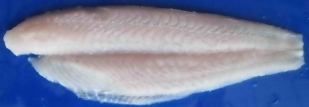 Pangasius