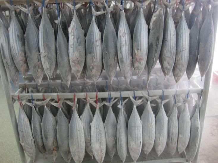 Frozen Skipjack Tuna