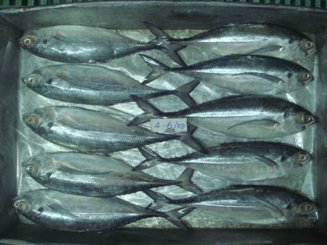 Frozen Mackerel