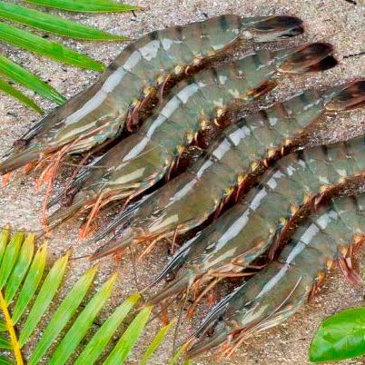 Black Tiger Shrimp