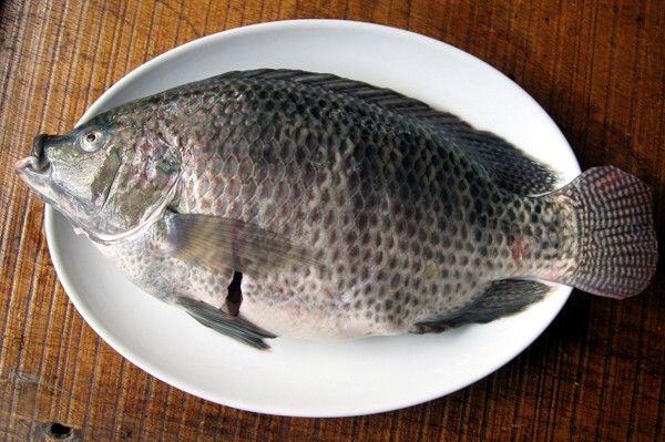 Frozen Tilapia