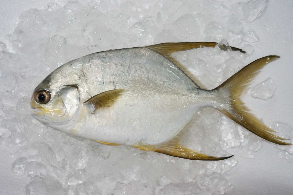 Frozen Sunbnose Pompano 